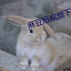 麻豆短视频下载app