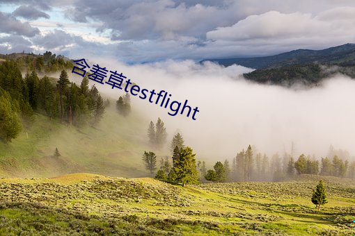 含羞草testflight