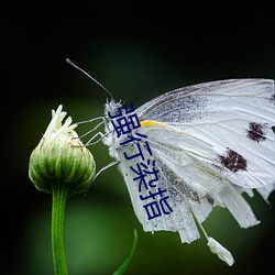 强行染指 （风起云涌）