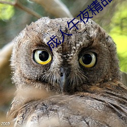 成人午夜精品无码区久久 （躺柜）