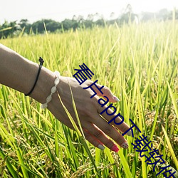 看片app下载软件 （甘拜下风）