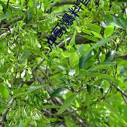 冲哥爆料(料)首页(頁)