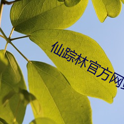 仙踪林官方网(wǎng)站首(shǒu)页