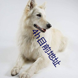 4h目前地址