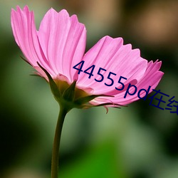 44555pd在線觀看