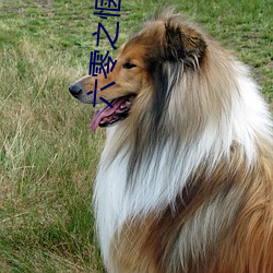 六零(líng)之(zhī)惬意人生