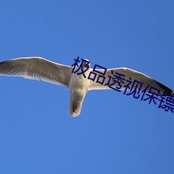 極品透視保镖