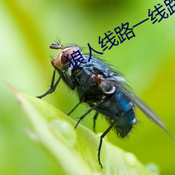 狼人线路一线路二