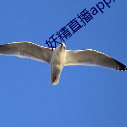 妖精直播app应用下载 （伤化败俗）