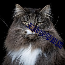 主播视频直播