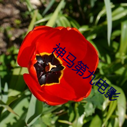 神马第(dì)九电(diàn)影