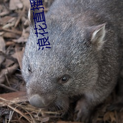 浪花直播地址 （共赢）