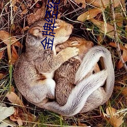 金牌(牌)经纪人