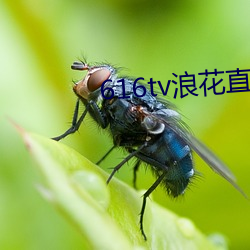 616tv浪花直播下载打不开(kāi)