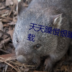 天(天)天(天)躁恨恨(恨)躁(躁)夜躁2020最(最)新版(版)下(下)载