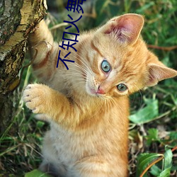 不知火舞h动漫 （龙跧虎卧）