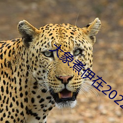 大象煮伊在2022久