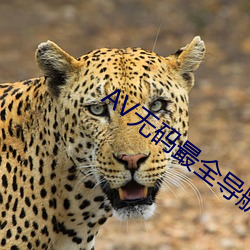 AV無碼最全導航在線