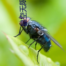 星空(空)无限传媒(媒)视频在线观看