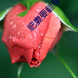肥妻要(yào)翻身