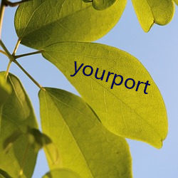 yourport ɳʣ