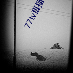 77tv直播在哪里下载