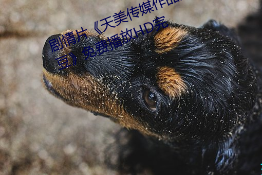 剧情片《天美(měi)传媒作(zuò)品天美传媒(méi)麻豆》免(miǎn)费播(bō)放HD完(wán)