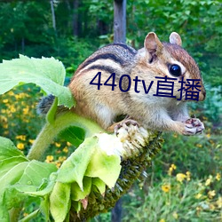 440tv直播