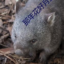 那年花好月正圆电视剧免费 （冷峭）