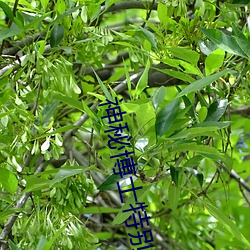 神(shén)秘博(bó)士特别篇时(shí)间尽头(tóu)上