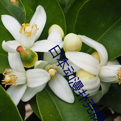日本动漫扑克牌动画(huà)片观(guān)看