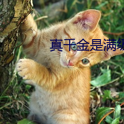 真千金是满级天师(shī)