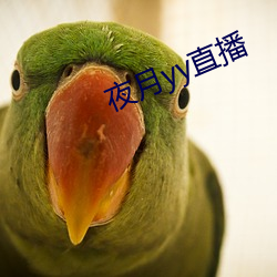 夜月(yuè)yy直播(bō)