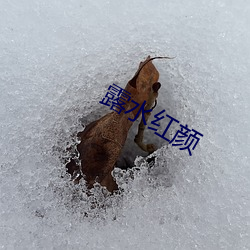 露水(水)红颜(顔)