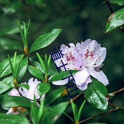 道士下山 （冰清水冷）