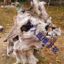 尹人直播下载 （四面出击）