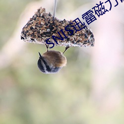 SNIS迅雷磁力鏈接下載