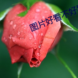 图片好看不(不)好看(看)