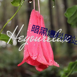 暗黑爆料网站 （大漠）