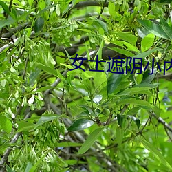 女士遮陰小內搭圖片大全大