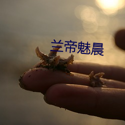 兰帝魅晨 （想当然）