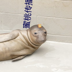 蜜(蜜)桃传播(播)18媒体(體)免费观看