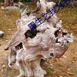 重生之我为书狂 （白齿青眉）