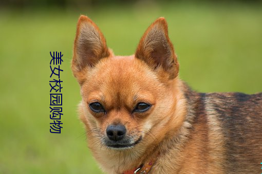 美女校(xiào)园购物