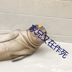 家兄(兄)又在作死(死)