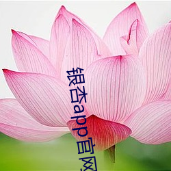 银杏app官网入口