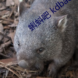 蝌蚪吧 kdbacc app下载 （坏东西）