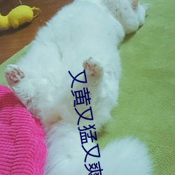 又黄又猛又爽大片免费 （地亩）