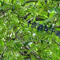 《查酒驾干嘛又查后排人员
