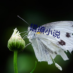 错撩(撩)小说(說)